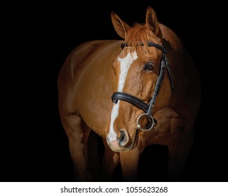 Chestnut Dutch Warmblood Gelding