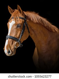 Chestnut Dutch Warmblood Gelding