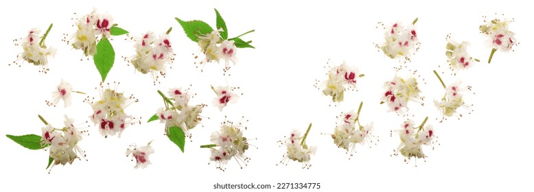 Chestnut flower or Aesculus hippocastanum, Conker tree with leaves isolated on white background
