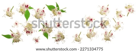 Chestnut flower or Aesculus hippocastanum, Conker tree with leaves isolated on white background