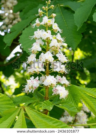 Chestnut Flowers, Horse Chestnut Tree Flower Background, Spring Blossoms, City Park Horsechestnut Flowers, Flowering Trees