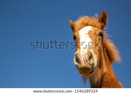 Similar – Image, Stock Photo horse on a meadow!!!