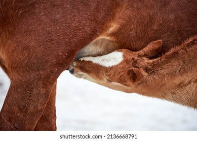 Chestnut Foal With White Stripe Drinking Milk From His Mother In Winter. Newborn Cute Foal Drinks The Milk Of The Mare