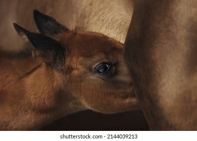 Chestnut Foal With White Stripe Drinking Milk From His Mother In Winter. Newborn Cute Foal Drinks The Milk Of The Mare