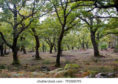 Chestnut Forest (Castanea Sativa)