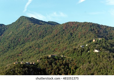  Chestnut Forest And Village In Corsica