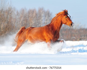 chestnut free arab horse in winter