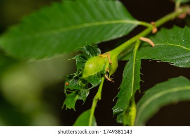 Chestnut Gall Wasp (Dryocosmus Kuriphilus)