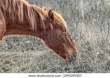 Chestnut gelding eating the dry scraggly grass of a meadow Stock foto © 