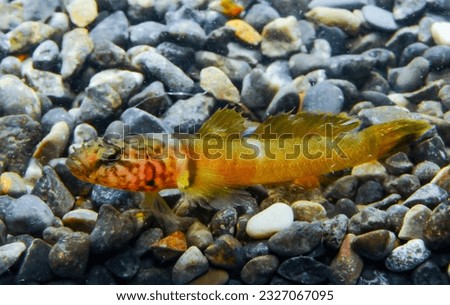 Chestnut goby Chromogobius quadrivittatus (Actinopterygii, Perciformes, Gobiidae) is a species of goby found in the Black Sea