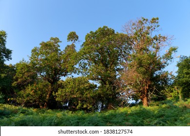 Chestnut Grove In Corsica Mountain