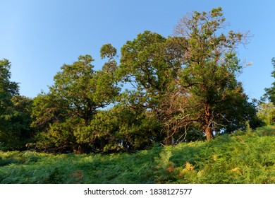 Chestnut Grove In Corsica Mountain