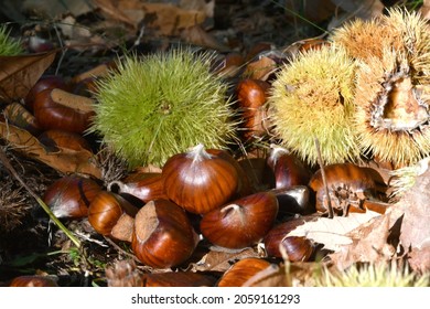 Chestnut harvest time in the autumn season. Close-up of fallen chestnuts along with hedgehogs.
