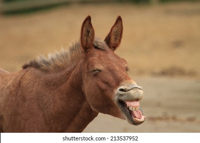 A chestnut hinny (a mix between a horse and a donkey) yawning 