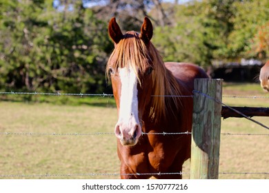 Chestnut Horse At Barb Wire Fence