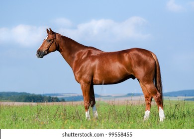 Chestnut horse in field - conformation