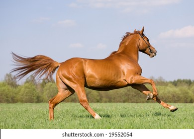 chestnut horse galloping in field