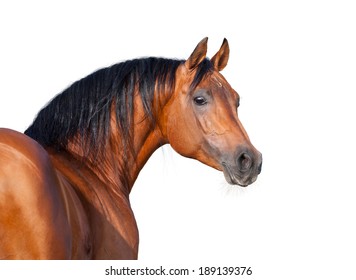 Chestnut horse head isolated on white background, Arabian horse.