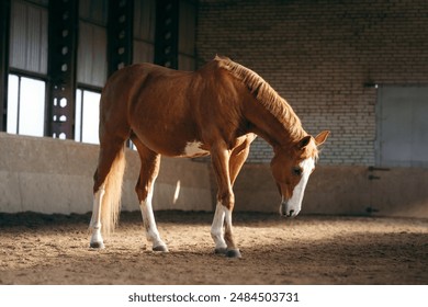 Chestnut horse in indoor arena, a moment of rest captured with sunlit backdrop - Powered by Shutterstock