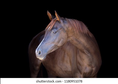 quarter horse wallpaper