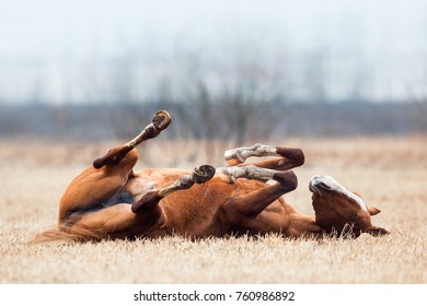 chestnut horse lying down in field. Akhal-Teke horse get fun on grass in autumn