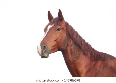 Chestnut horse portrait isolated on white background