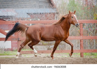 Chestnut Horse Runs In Paddock