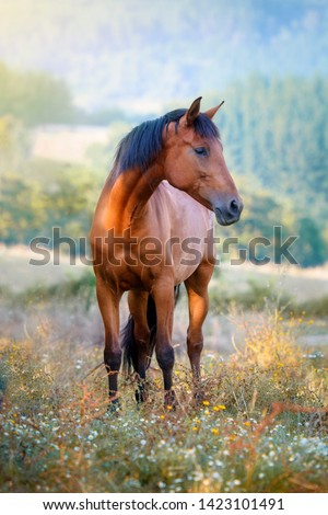 Chestnut horse standing in a meadow full of flowers at sunset