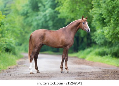 Chestnut Horse Standing On A Road