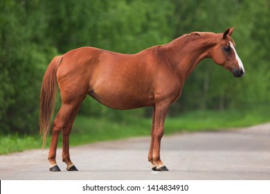 chestnut horse stands sideways on the road in summer - conformation, exterior - Powered by Shutterstock