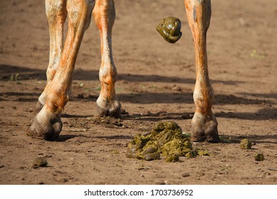 Chestnut horse taking a crap. Big chunks of fresh dropped horse shit or horse droppings