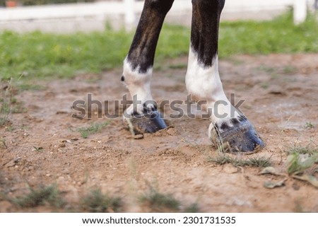 Chestnut horse with white leg markings walking on the green grass, four-beat gait, close up shot.