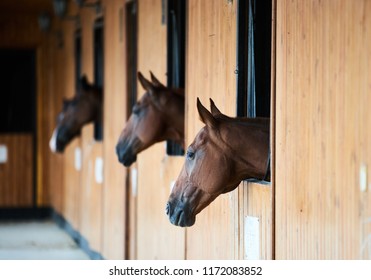 Chestnut horses looking out of stall. Sleeping horse stands in the stable - Powered by Shutterstock