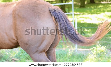 A chestnut horse's tail moves rhythmically against a backdrop of green grass and sunlight.