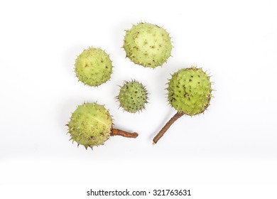 Chestnut isolated