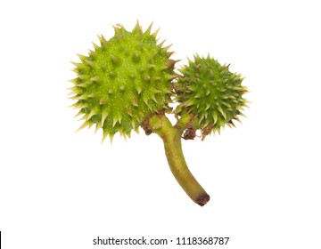 Chestnut Isolated On White Background