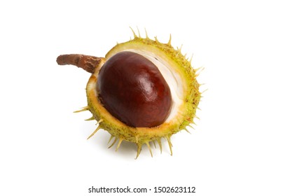 Chestnut Isolated On White Background