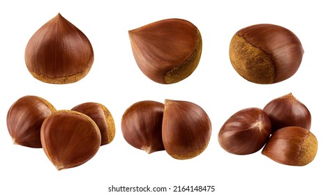 Chestnut, isolated on white background, clipping path, full depth of field