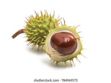 Chestnut Isolated On White Background