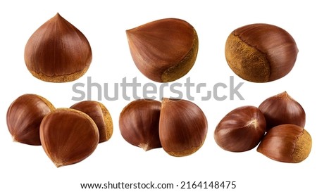 Chestnut, isolated on white background, clipping path, full depth of field