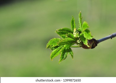 Chestnut Let Loose Young Leaves And Flower Buds In The Spring