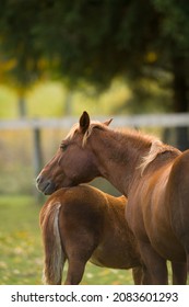 Chestnut Mare And Foal Mother Horse Resting Head On Brown Foals Rump Both With Flax Mane And Tail Cute Animal Photo Showing Motherly Love And Maternal Instinct In Animals Vertical Format Room For Type