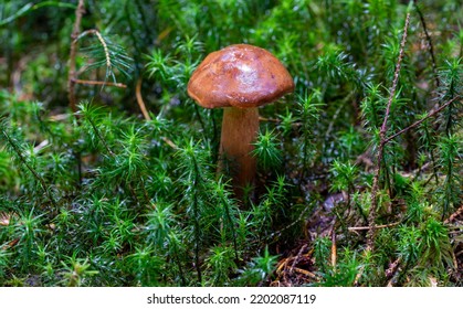 Chestnut Mushroom On Moss In The Forest