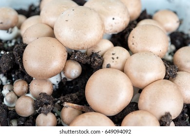 chestnut-mushrooms-growing-dirt-260nw-64