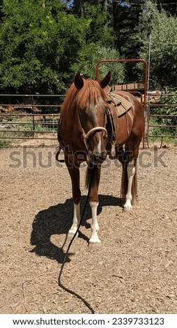 chestnut mustang horse wearing hackamore and western saddle 