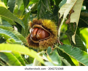 Chestnut in the open shell in the tree
