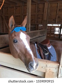 Chestnut Quarter Horse Wearing Blue Glasses