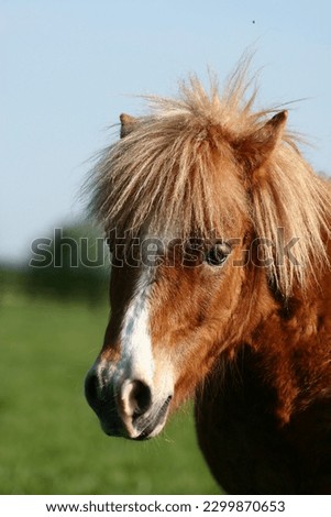 Similar – Image, Stock Photo horse on a meadow!!!