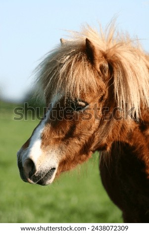 Similar – Image, Stock Photo horse on a meadow!!!