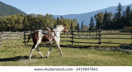 Chestnut Sorrel Tovero and White Rare Coat Colour Pattern Paint Horse Mare with Braided Tail Trotting in Round Pen Banner with Space for Text Stock photo © 